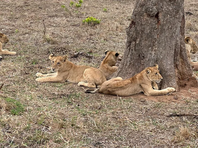 2 Days Train Safari Mikumi & Udzungwa Wildlife Adventure